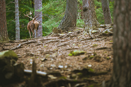 雄鹿与大鹿角在森林中背景图片