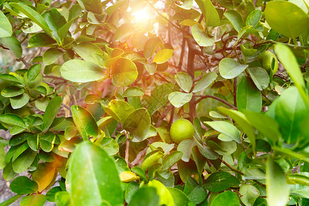 南部国家石墙外的一棵树上绿色不熟橘子植物生长水果橘味果园橙子花园橙园种植园气候背景图片