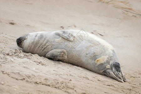 海豹灰海豹在赫尔戈兰的海滩上野生动物动物动物群自然保护区哺乳动物沙丘捕食者保护荒野主题背景图片