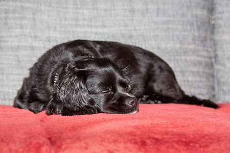 一只小黑狗躺在沙发上主题哺乳动物友谊黑色宠物朋友说谎毛皮家庭红色背景