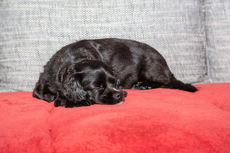 一只小黑狗躺在沙发上长椅主题红色宠物哺乳动物说谎友谊朋友毛皮犬类背景