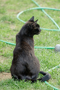 花园里黑猫一只黑棕猫坐在花园里自然黑色宠物荒野动物草地站立生物生活黑猫背景