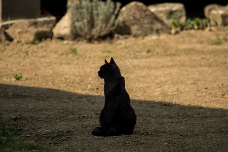 花园里黑猫一只黑棕猫坐在花园里毛皮自然生物休息宠物棕色哺乳动物站立黑猫头发背景