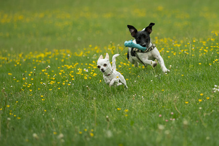 Jack Russel和吉娃娃一起玩哺乳动物犬类跑步成人动物宠物小猎犬活动花园朋友背景图片