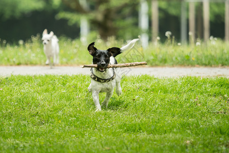 黑白小杰克罗塞尔在外面玩玩具小狗猎犬公园活动花园运动跑步宠物乐趣背景图片