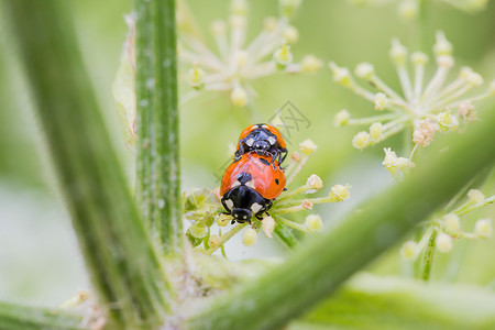 植物上的两个小虫子宏观植物群阳光野生动物食物季节甲虫黑点草地美食背景图片
