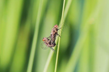 两只苍蝇在花园的树叶上翅膀眼睛野生动物宏观荒野植物叶子动物群昆虫红色背景图片