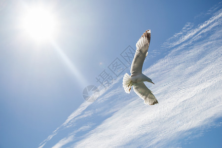 单海鸥在阴云的天空中飞行鸟类天气蓝色羽毛动物多云航班自由野生动物翅膀背景图片
