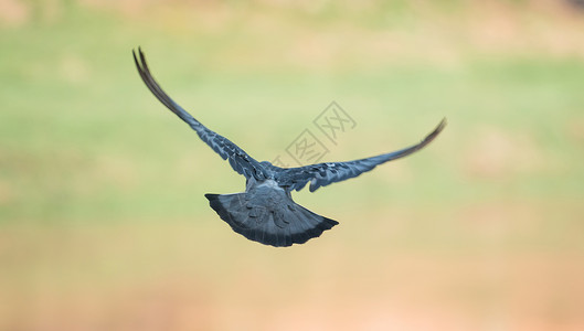 飞鸽鸟羽毛荒野蓝色灰色飞行栖息野生动物动物鸟类翅膀背景图片
