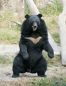 亚非黑熊荒野力量食肉哺乳动物白色动物园动物危险毛皮野生动物背景
