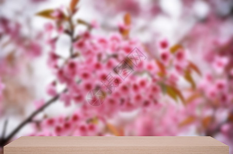 以木架为背景的花朵脱焦背景叶子植物季节樱花公园荒野花瓣蜡质架子书架背景图片