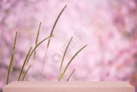 以架子为背景的花朵脱焦背景荒野展示书架蜡质桌子季节木板家具公园背景图片