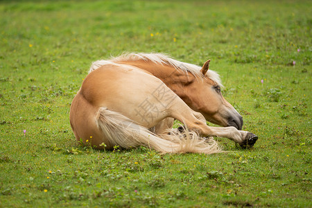 滚去背单词马在绿草地上滚动蹄子享受马匹哺乳动物牧场鬃毛场地农业动物马力背景