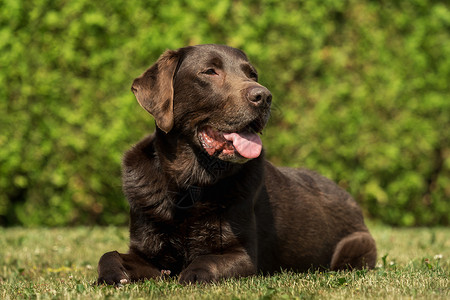 巧克力拉布拉多犬美丽的幸福高清图片
