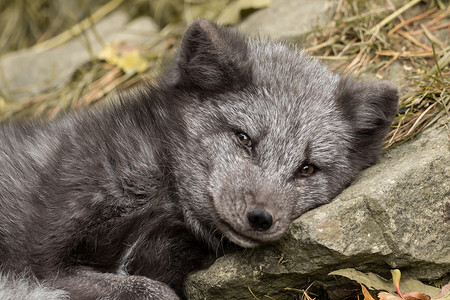 黑耳狐野生动物婴儿高清图片
