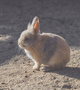 一只小兔子坐在太阳下投标耳朵毛皮兔子宝宝野生动物荒野棕色动物白色背景图片