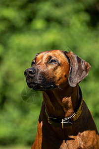 罗得西亚山脊头部的贴近公园饲养员宠物黑鼻子动物血统耳朵猎犬朋友背脊背景图片