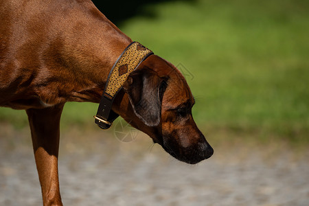 罗得西亚山脊头部的贴近宠物黑鼻子朋友公园饲养员耳朵动物背脊犬类猎犬背景图片