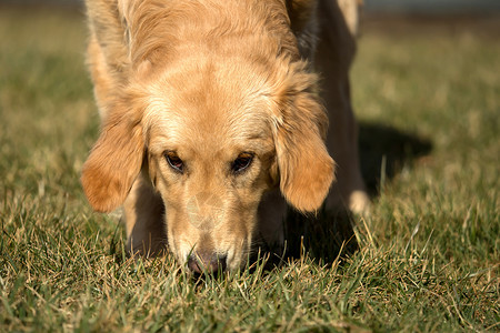 拉布多猎犬金的可爱的高清图片