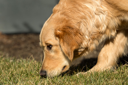 大篷车猎犬拉布拉多犬漂亮的高清图片