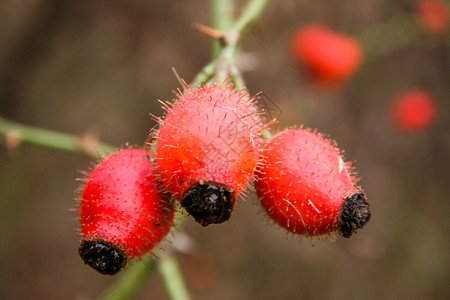 红莓在树上季节枸杞浆果叶子植物红色绿色背景图片