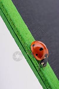 在通知板上行走的漂亮红色女虫公告栏昆虫荒野宏观季节甲虫美丽生物学漏洞瓢虫图片