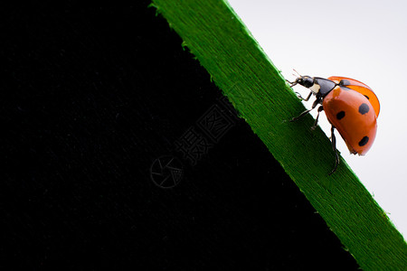 在通知板上行走的漂亮红色女虫荒野宏观生活甲虫公告栏昆虫美丽漏洞瓢虫季节图片