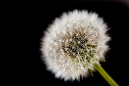白但达利翁花粉白色生活植物种子自由飞行草地背景图片