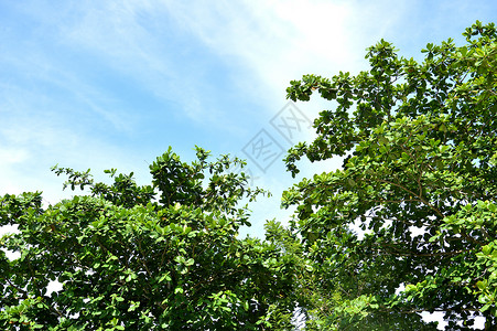 榄仁树终极终端catappa树木树叶季节药物叶子生长水果阴影花园森林背景