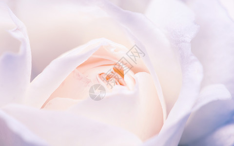 白玫瑰芽的宏观镜头高清图片