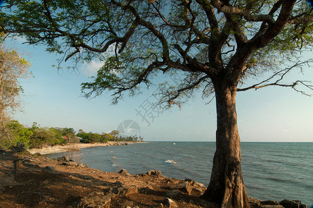 北苏拉威西自然棕榈高清图片