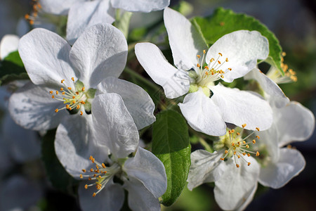 白樱花花水果花园王冠植物学植物群晴天文化花朵背景图片