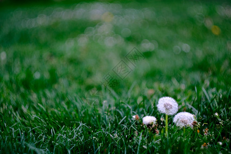 几朵小花在西班牙潘普洛纳 一个讲台上的三朵花像阵形一样来自草地 背景上有几朵模糊的鲜花花朵锦标赛来源叶子雏菊植物阴影花头野花植物群背景