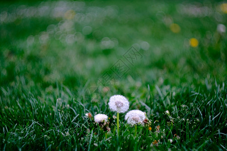 几朵小花在西班牙潘普洛纳 一个讲台上的三朵花像阵形一样来自草地 背景上有几朵模糊的鲜花花头植物季节植物群雏菊叶子野花草原阴影花朵背景