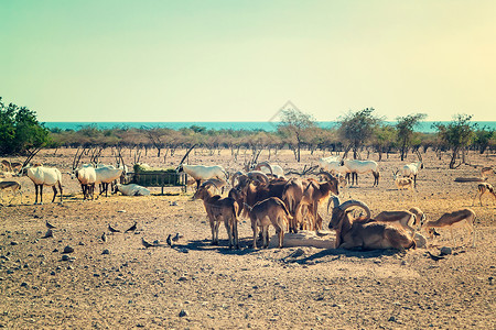 阿拉伯联合酋长国萨巴尼亚斯岛野生动物园的羚羊和山羊群荒野干旱配种动物群野生动物旅游牧场先生瞪羚团体背景图片
