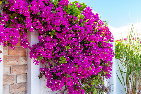 南部国家一栋房屋墙壁上布根维拉高涨的攀爬植物开花紫红色百叶窗香味异国热带阳台缠绕旅行植物群别墅背景图片