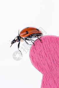 美丽的红母虫在心脏图标上行走生活季节甲虫粉色漏洞红色宏观瓢虫生物学婚姻背景图片