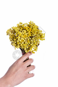 手头有一堆黄色的花朵植物群植物背景图片