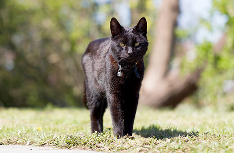 花园里黑猫花园里的黑猫晴天时间黑色衣领背景