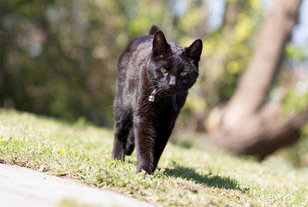 花园里黑猫花园里的黑猫黑色衣领时间晴天背景