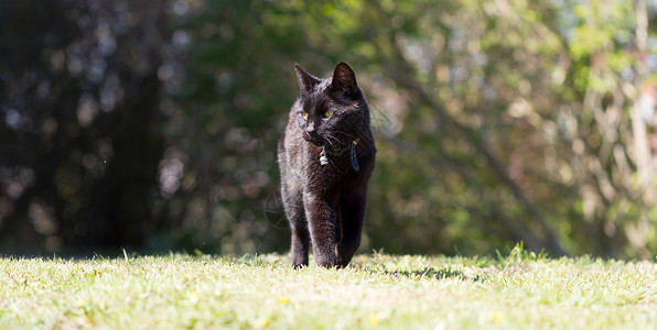 花园里黑猫花园里的黑猫时间衣领黑色晴天背景