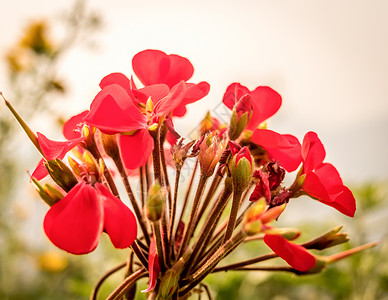 美人蕉百合或美人蕉百合 也被称为印度箭 非洲竹芋 紫色塞拉利昂竹芋 一种开花植物 是美人蕉科唯一属图案牧场农业植物群阳光植物园园背景图片