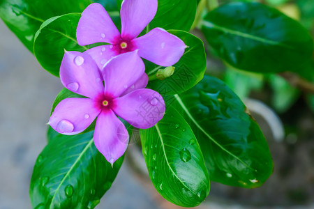 粉红色的仙客来 叶子的图案各不相同 花瓣被雨滴弄湿了 它是一种多年生开花植物 报春花科 主要分布于欧洲和地中海盆地以及伊朗苗圃晴背景图片