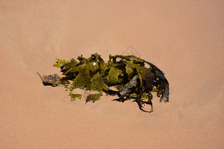 沙滩上的海藻海洋收成海滩绿色蔬菜植物海鲜收获灯泡美食背景图片
