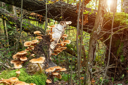 鱼皮蘑菇清晨秋天森林的一棵树干上坠落的树干上的蜂蜜 蜂蜜和鱼皮生长防风林木头团体伞菌苔藓采摘季节树林家庭背景