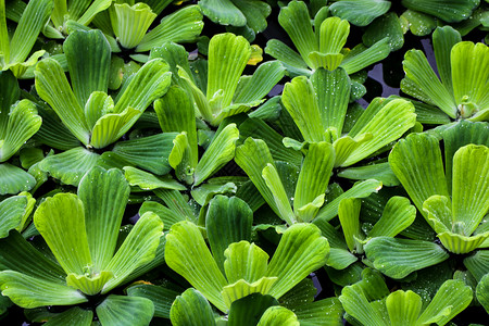 纯果乐Pistia 是天南星科天南星科的单型属 用于水族馆的草类水生植物 背景季节墙纸果乐宏观白菜花园叶子热带植物学园艺背景