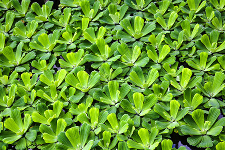 Pistia 是天南星科天南星科的单型属 用于水族馆的草类水生植物 背景热带果乐植物季节墙纸植物学植物群环境花园宏观背景图片