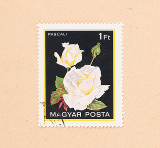 匈牙利CIRCA 1980年 匈牙利印刷的邮票显示一朵花古董收集信封空气历史性收藏邮资爱好背景图片