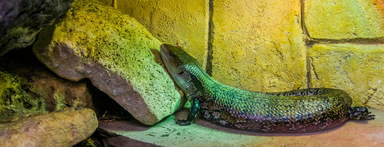蓝舌蜥蜴动物园玻璃容器高清图片