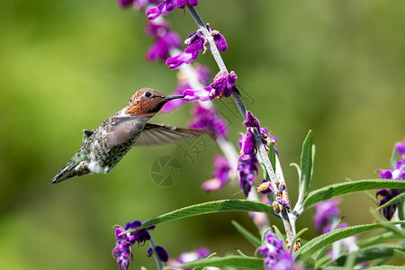 嗡嗡安娜的蜂鸟带着紫花飞翔喉咙女性野生动物航班白色红色花园飞行鸟类红喉背景